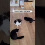 栗まろ🌰経過報告　#猫, #cat ,#変形関節症 ,#猫糖尿病 ,#FIP ,#保護猫 ,#地域猫,#ペットロス ,#猫との絆,#ハチワレ,#スコティッシュフォールド,