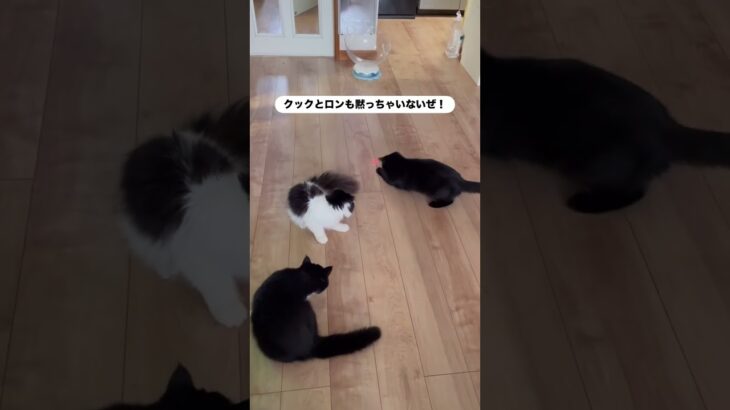 栗まろ🌰経過報告　#猫, #cat ,#変形関節症 ,#猫糖尿病 ,#FIP ,#保護猫 ,#地域猫,#ペットロス ,#猫との絆,#ハチワレ,#スコティッシュフォールド,