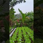 kelebihan hidroponik sistem nft #hidroponik #berkebun #gardening #pertanian
