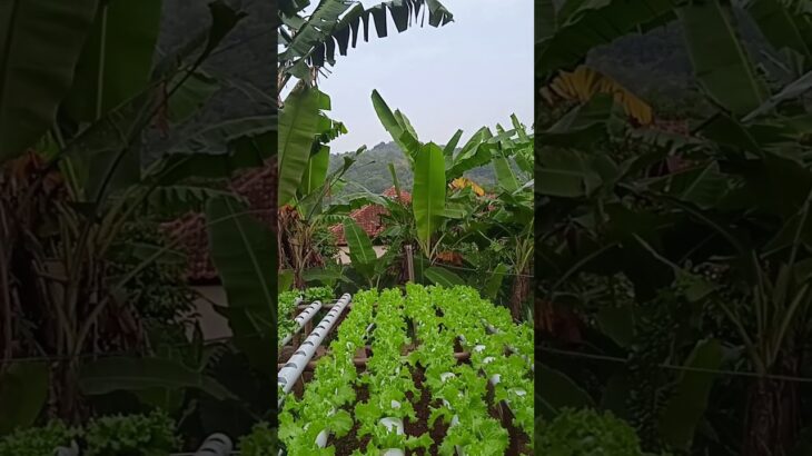 kelebihan hidroponik sistem nft #hidroponik #berkebun #gardening #pertanian