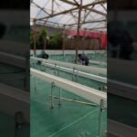 pemasangan instalasi greenhouse hydroponic nft #mediatanam88 #music #dj