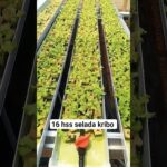petani #trend #fyp #bertani #berkebun #hidroponik #lettuce #vegetarian #viral #nft