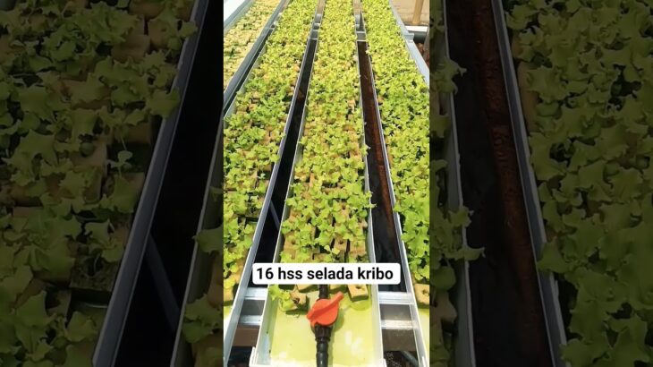 petani #trend #fyp #bertani #berkebun #hidroponik #lettuce #vegetarian #viral #nft