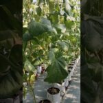 tanam melon teknik NFT untung berlimpah