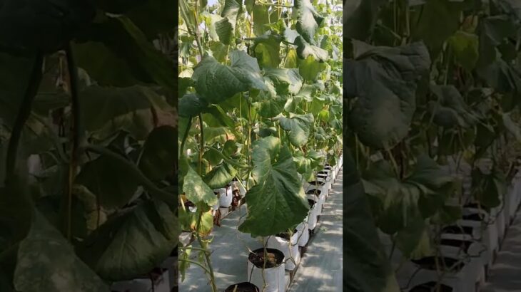 tanam melon teknik NFT untung berlimpah