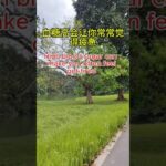你有没有经常觉得口渴？ #uncle Dockong #独刚 #糖尿病