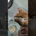 コチャと猫タッチしてみました、やっぱりかじられた #元野良猫 #糖尿病網膜症 #猫のいる暮らし