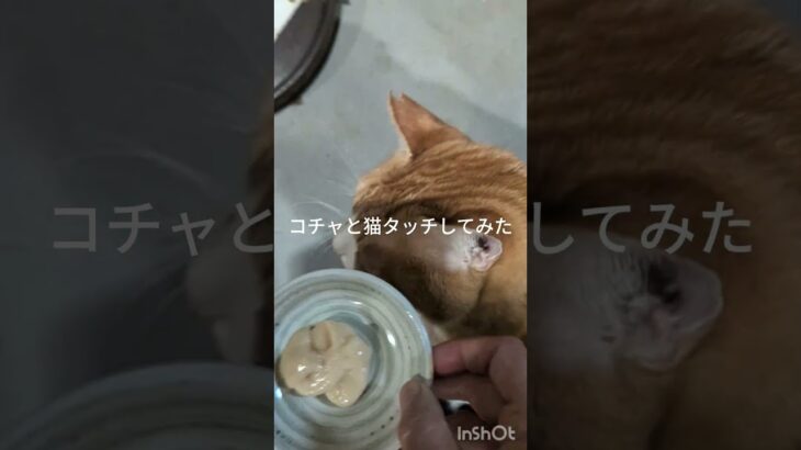 コチャと猫タッチしてみました、やっぱりかじられた #元野良猫 #糖尿病網膜症 #猫のいる暮らし