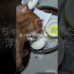 太っちゃった！足見たら浮腫んじゃった #元野良猫 #糖尿病網膜症 #ねこのいる生活