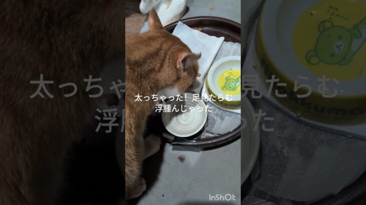 太っちゃった！足見たら浮腫んじゃった #元野良猫 #糖尿病網膜症 #ねこのいる生活