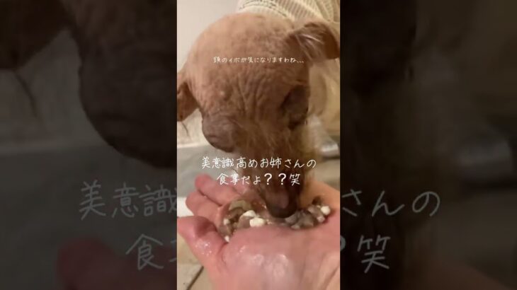 糖尿病の犬が唯一食べてくれるご飯見つけました！ #保護犬ルビー #犬のいる暮らし#保護犬を家族に #犬のいる生活