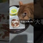 規則正しい生活が大事だよね～ #元野良猫 #糖尿病網膜症 #ねこのいる生活