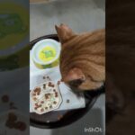 食欲もりもり！太るわけだよね～ #元野良猫 #糖尿病網膜症 #ねこのいる生活