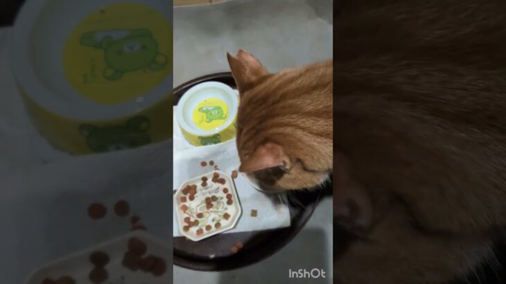 食欲もりもり！太るわけだよね～ #元野良猫 #糖尿病網膜症 #ねこのいる生活