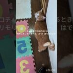 コチャはえさをあげると同時にガツガツ食べるので待て!はできないな #元野良猫 #糖尿病網膜症 #ねこのいる生活