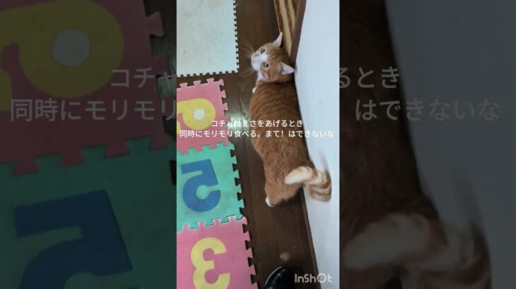 コチャはえさをあげると同時にガツガツ食べるので待て!はできないな #元野良猫 #糖尿病網膜症 #ねこのいる生活