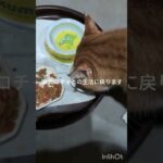 またコチャとの生活に戻ります #元野良猫 #糖尿病網膜症 #ねこのいる生活