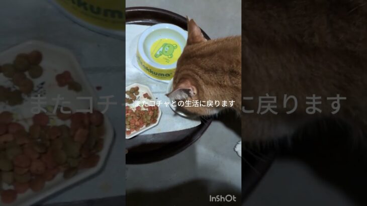 またコチャとの生活に戻ります #元野良猫 #糖尿病網膜症 #ねこのいる生活