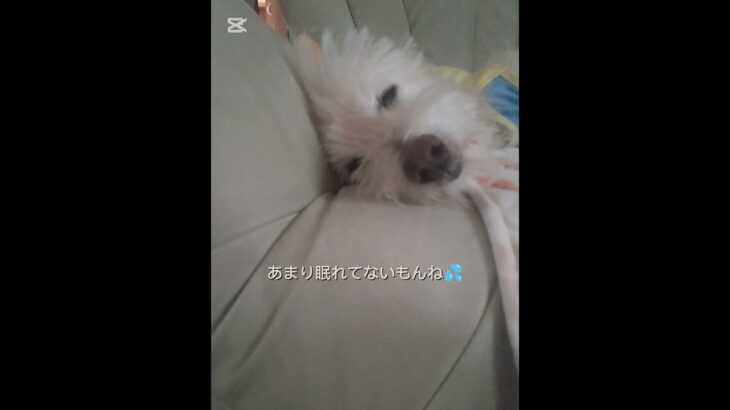 糖尿病おじいちゃん🐶パオ