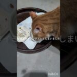 今朝はタイミングズレてしまいました。 #元野良猫 #糖尿病網膜症 #猫のいる暮らし