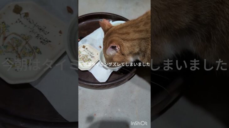 今朝はタイミングズレてしまいました。 #元野良猫 #糖尿病網膜症 #猫のいる暮らし