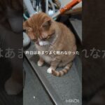 昨夜はあまりよく眠れなかった #猫のいる暮らし  #糖尿病網膜症  #元野良猫