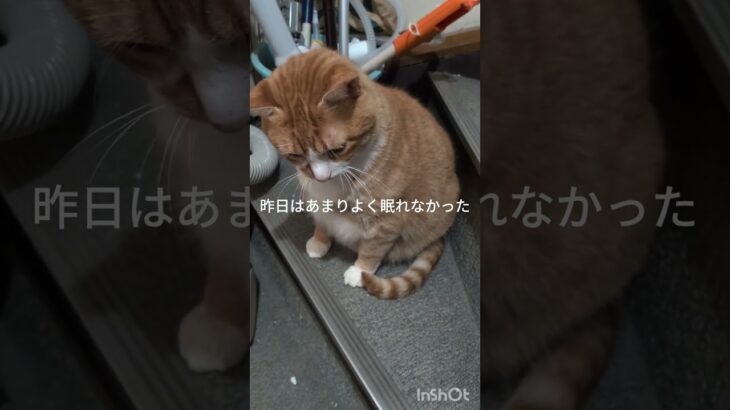 昨夜はあまりよく眠れなかった #猫のいる暮らし  #糖尿病網膜症  #元野良猫