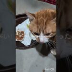 寒い寒い！一気に冬になったみたいだ #元野良猫 #糖尿病網膜症 #猫のいる暮らし