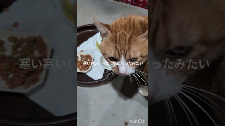 寒い寒い！一気に冬になったみたいだ #元野良猫 #糖尿病網膜症 #猫のいる暮らし