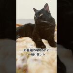 クロは糖尿病の黒猫