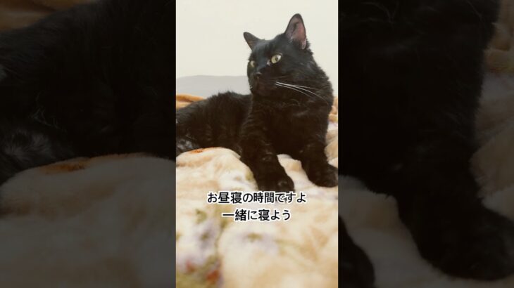 クロは糖尿病の黒猫
