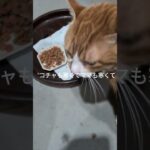 コチャも寒くてママも寒くて #元野良猫 #糖尿病網膜症 #猫のいる暮らし