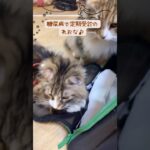 糖尿病のれおなの定期受診日！いおなも行きたかったようです！