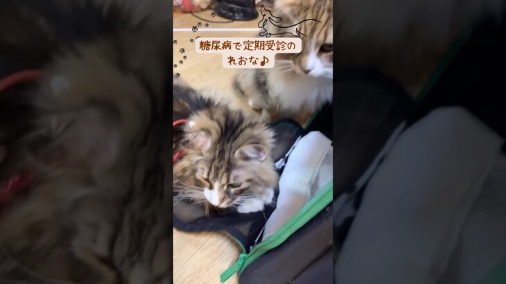 糖尿病のれおなの定期受診日!いおなも行きたかったようです!