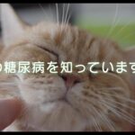 猫の糖尿病を知っていますか？