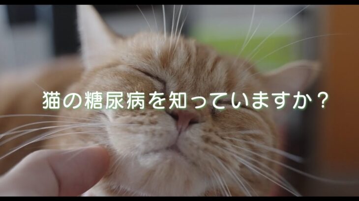 猫の糖尿病を知っていますか?