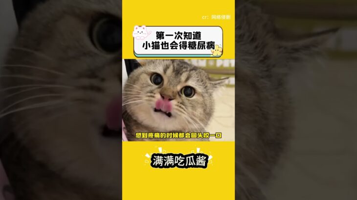 頭一次知道小貓也會得糖尿病