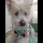 糖尿病おじいちゃん🐶パオ