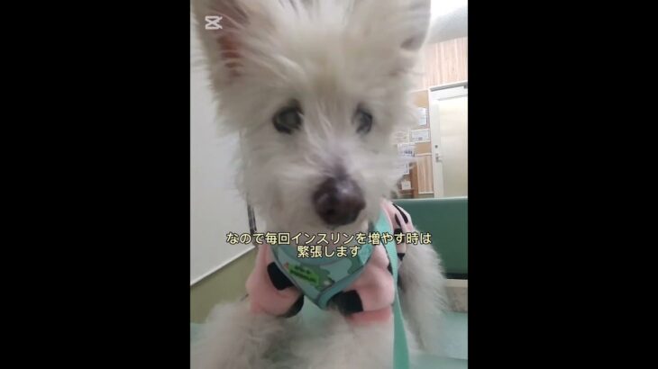 糖尿病おじいちゃん🐶パオ