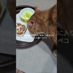 鼻水か出たので早めに布団に入りました。コチャは腹ペコペコでした #元野良猫 #糖尿病網膜症 #猫のいる暮らし