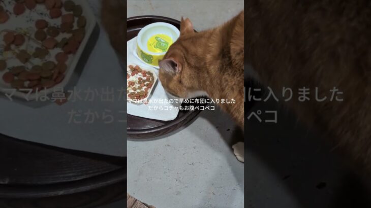 鼻水か出たので早めに布団に入りました。コチャは腹ペコペコでした #元野良猫 #糖尿病網膜症 #猫のいる暮らし