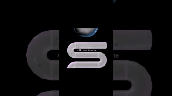 糖尿病　正常1 　ショート