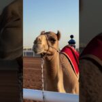 СЕРИЯ 112. «NFT ВЕРБЛЮДЫ НА АРЕНЕ»