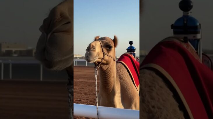 СЕРИЯ 112. «NFT ВЕРБЛЮДЫ НА АРЕНЕ»