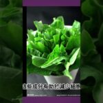 菠菜預防心臟病、糖尿病、高血壓的突出功效 2