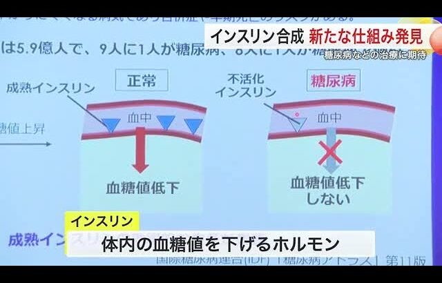 東北大学が「インスリン」合成する新メカニズムを発見　糖尿病やアルツハイマーなどの治療に期待〈仙台市〉 (25/11/12 18:22)