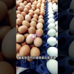 糖尿病食物｜3種便宜又健康的食物，控好血糖不一定要花大錢【糖老大】