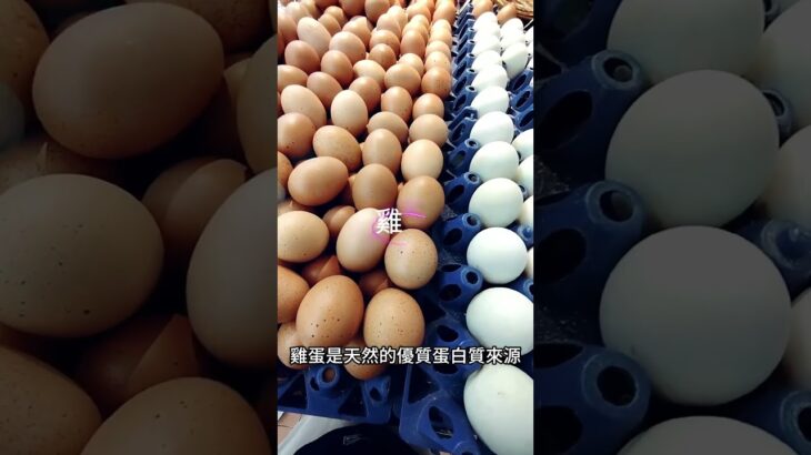 糖尿病食物｜3種便宜又健康的食物，控好血糖不一定要花大錢【糖老大】