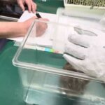 ①糖尿病性ケトアシドーシス、左角膜混濁、前眼房出血、心拡大、肝腫大、自己免疫性急性白内障、4歳8ヵ月齢、デグーマウスのペブルちゃんの問診、診察、体重329g→16g↑、治療、点眼、お話