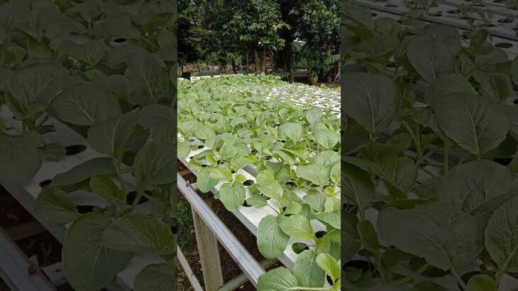Caisim Shinta dari panah merah sistem Hidroponik (NFT)#shortvideo #pertanian #viral